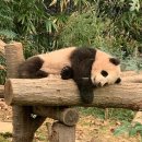 바오 이미지