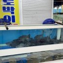 파티센타 이미지
