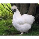 백봉춘천농장 이미지