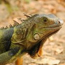 초록도마뱀 이미지