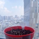 도마도마도 이미지