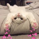 Hello 이미지