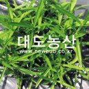 성원농산2농장 Daum카페