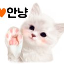 몽드펫 이미지