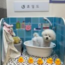 휴일 - 부평구 경원대로1417번길 15 | 애견동반 찜질방 이천 휴일도 후기 | 강아지랑 찜질 솔직후기