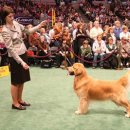 에코 켄넬 이미지