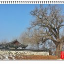 홍산객사 은행나무 이미지