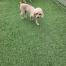 개두방정 이미지