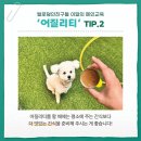 털로덮인친구들 애견유치원&애견호텔 수원시청역점 이미지