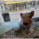 퍼피쌀롱 이미지