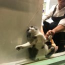 8월의 강아지 이미지