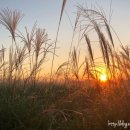 하늘공원 이미지