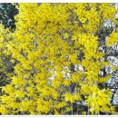 3월 26일(수) 대전 금병산 야생화... 매화와 살구꽃, 개나리와 진달래가 활짝 피었습니다. ㅎ 이미지