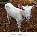염소한마리 이미지