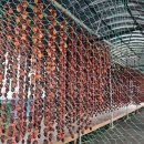 감나무집 농원펜션 | n.205 [정읍. 곶감]명품 K-곶감을 드셔보셨나요? 정읍 감나무집농원에서. 내돈내산