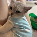 캣푸치노 이미지