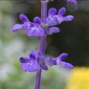 블루세이지 이미지