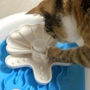 슬로우캣 이미지