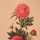 보타니컬 꽃 식물 드로잉 이미지