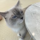 냥이 주택 네이버블로그