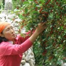 새한농원 이미지