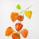 보타니컬아트(중급) 이미지