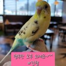카페 사랑 이미지