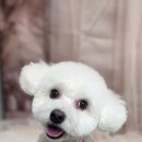 안나펫살롱 이미지