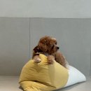 모카마루