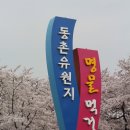 벚꽃이 만발했다 / 대구 동촌유원지 이미지