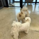 펫밀리쌀롱 이미지