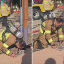 강아지본부 이미지