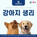 양주시동물병원 씽씽동물의료센터에서 알려주는 강아지 생리