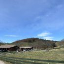 천해목장 | 대관령 양떼목장 삼양목장 방문 후기 양한테 밥주기