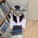 홈리페어 마스터 교육 | [캐츠홈 후기] 초등학교 고학년 패드수업 온라인 수업 인강 활용 후기