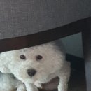 세인트존스동물병원 이미지