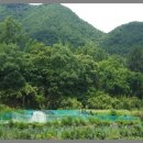 회성동161 이미지