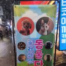 건대입구역 놀거리 아기돼지부터 대형거북까지 건대 동물다방