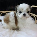 호야펫 구리점 이미지