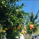 맑은하늘약국 이미지