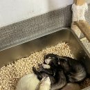 부천로9번길 | 부천역고양이카페 댕댕냥냥 부천점 데이스코드로 완벽! 또 가고 싶은 솔직후기