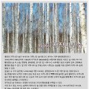 제567차 정기산행(25,02,16), 겨울 트래킹 성지!! 원대리 자작나무 숲. 이미지