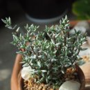 이노사