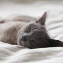 바른 수면 이미지