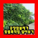 서창 소나무 | 공장덤불제거및벌목작업 알아보기