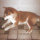 갠조