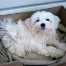 프리제(frise) | 털 잘 안빠지는 강아지 중에 소형견 종류 TOP 5 총정리