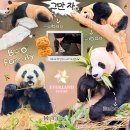 가고파밸리 | 랜드 판다월드 세컨하우스 루이 후이 아이바오 러바오 | 바오하우스 티익스프레스 로스트밸리 렛츠트위스트