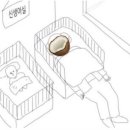코코넛라이브