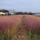 마고플레인 이미지